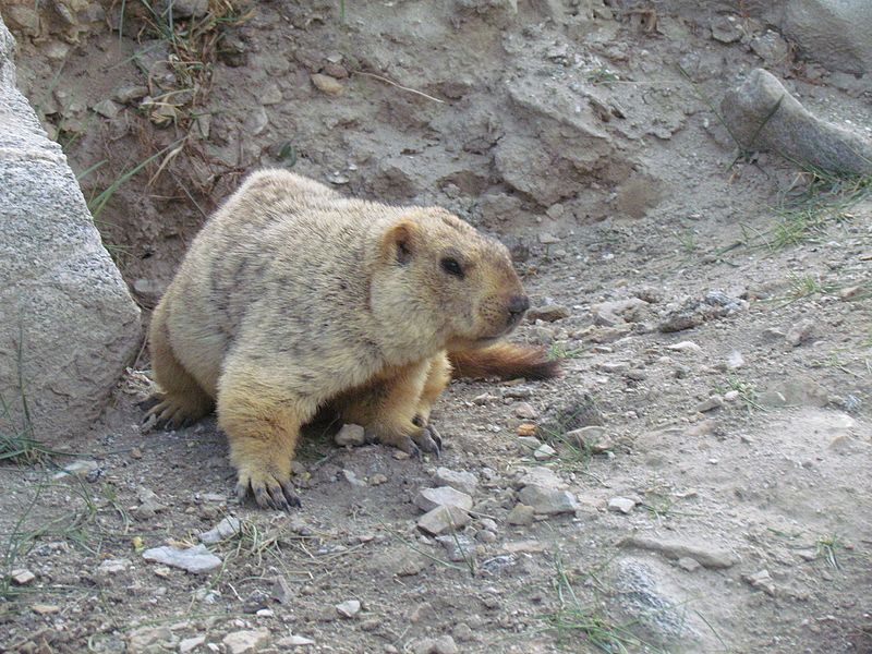 File:Beaver In Ladaks.jpg