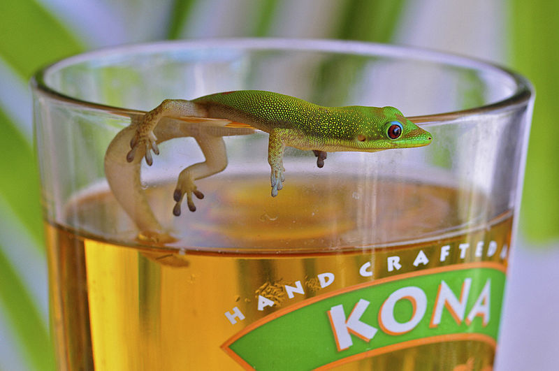 File:Beer gecko.jpg