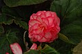 'Nonstop Rose Petticoat'