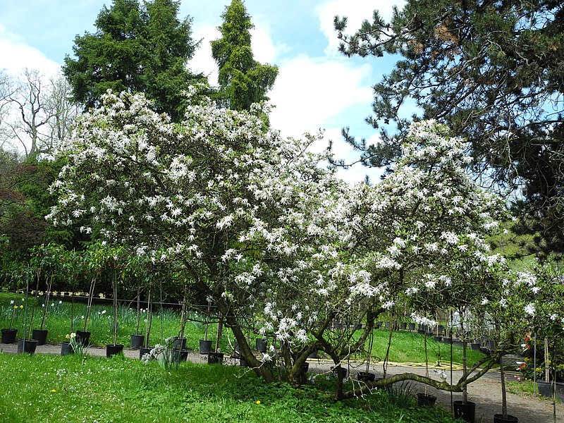 File:Bergpark Wilhelmshöhe - Baum 62 2021-05-10 a.JPG