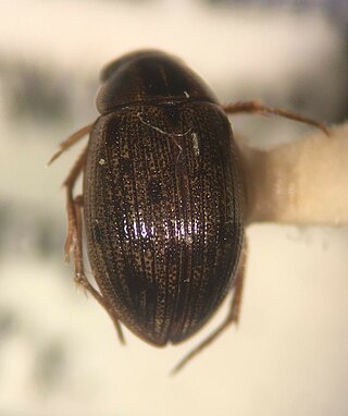 <i>Berosus youngi</i> Species of beetle