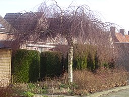 Betula pendula tristis 0,1 R.jpg