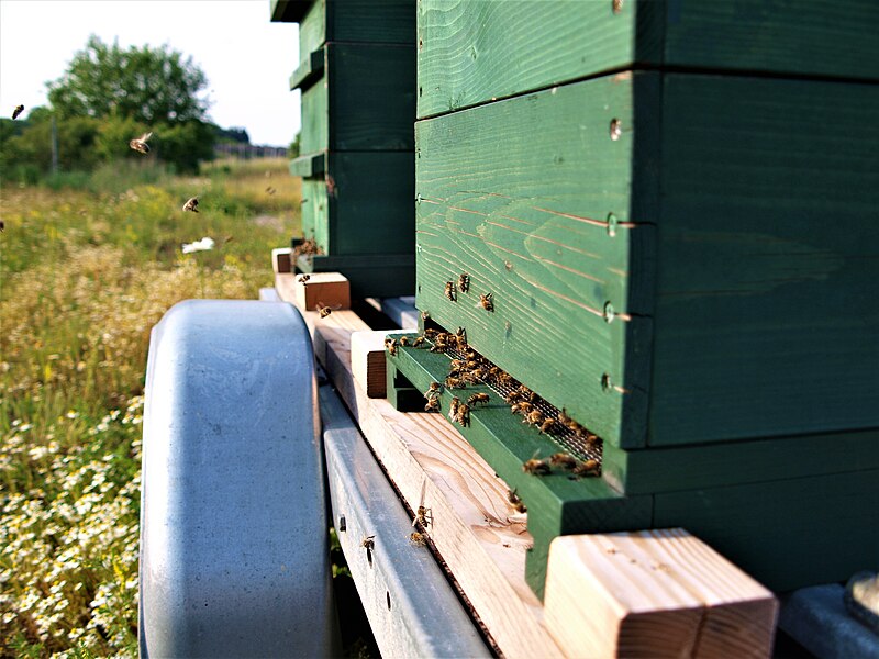 File:Bienen am Bienenstock3.jpg