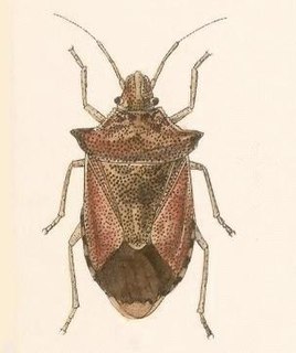 <i>Euschistus strenuus</i>