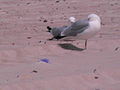 温尼伯湖边沙滩上的鸟