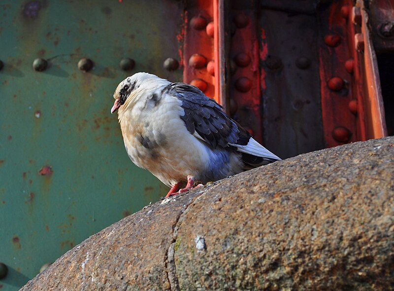 File:Bird on the railway bridge - geograph.org.uk - 2142777.jpg