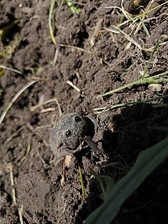 <i>Breviceps fuscus</i> Species of amphibian