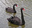 I Black Swans uccelli simbolo dell'Australia Occidentale