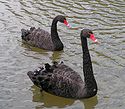 Hitam Swans.jpg