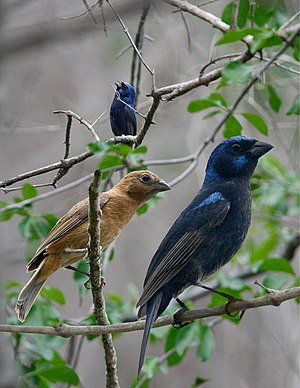 Blue Bunting From The Crossley ID Guide Eastern Birds.jpg