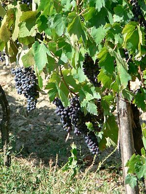 Blue grapes in vineyard.jpg