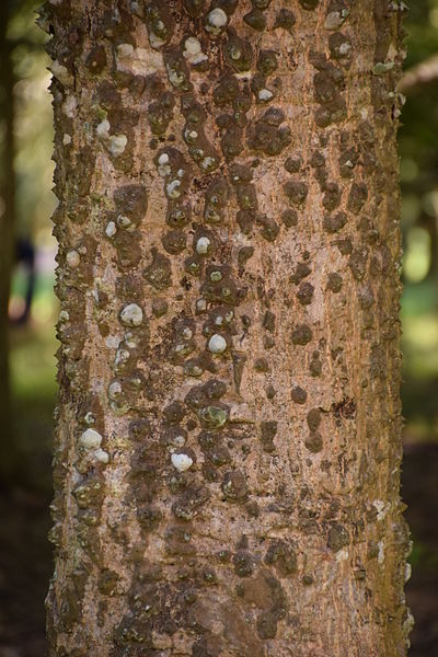 File:Bombax ceiba001.JPG