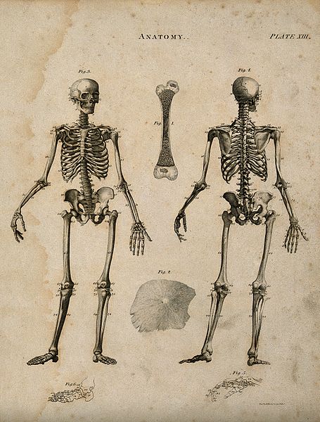 File:Bones; six figures, including skeleton seen from front and b Wellcome V0007951.jpg