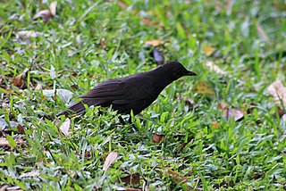 Bornean whistling thrush species of bird