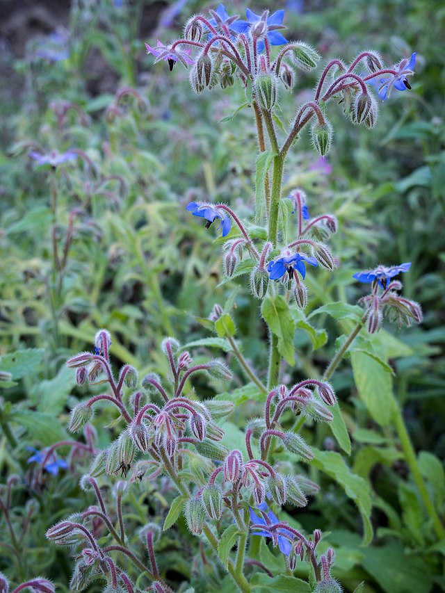 Herbs & Veggies – Get Fresh and Flavorful With Your Garden