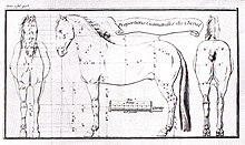 Dessin et schéma mathématique des proportions d'un cheval.