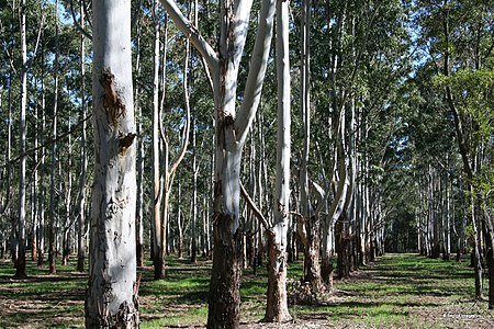 Box Wood Plantation