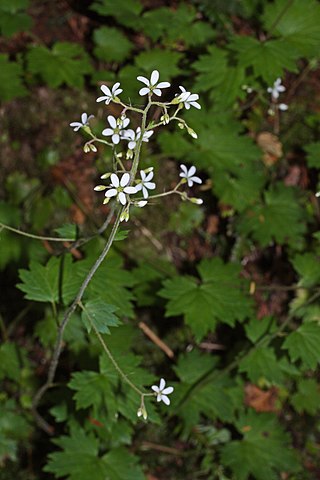 <i>Boykinia occidentalis</i> Species of flowering plant