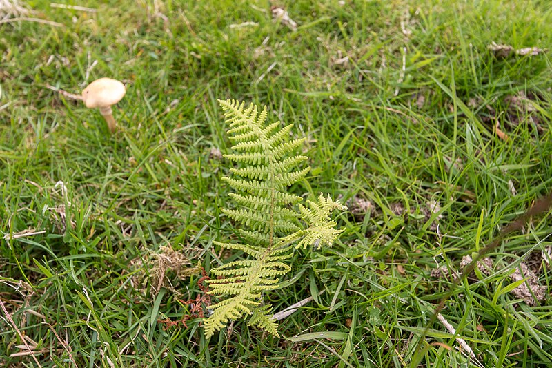 File:Bracken and Fungi on Moorland near Cregrina, Powys - geograph.org.uk - 4651623.jpg