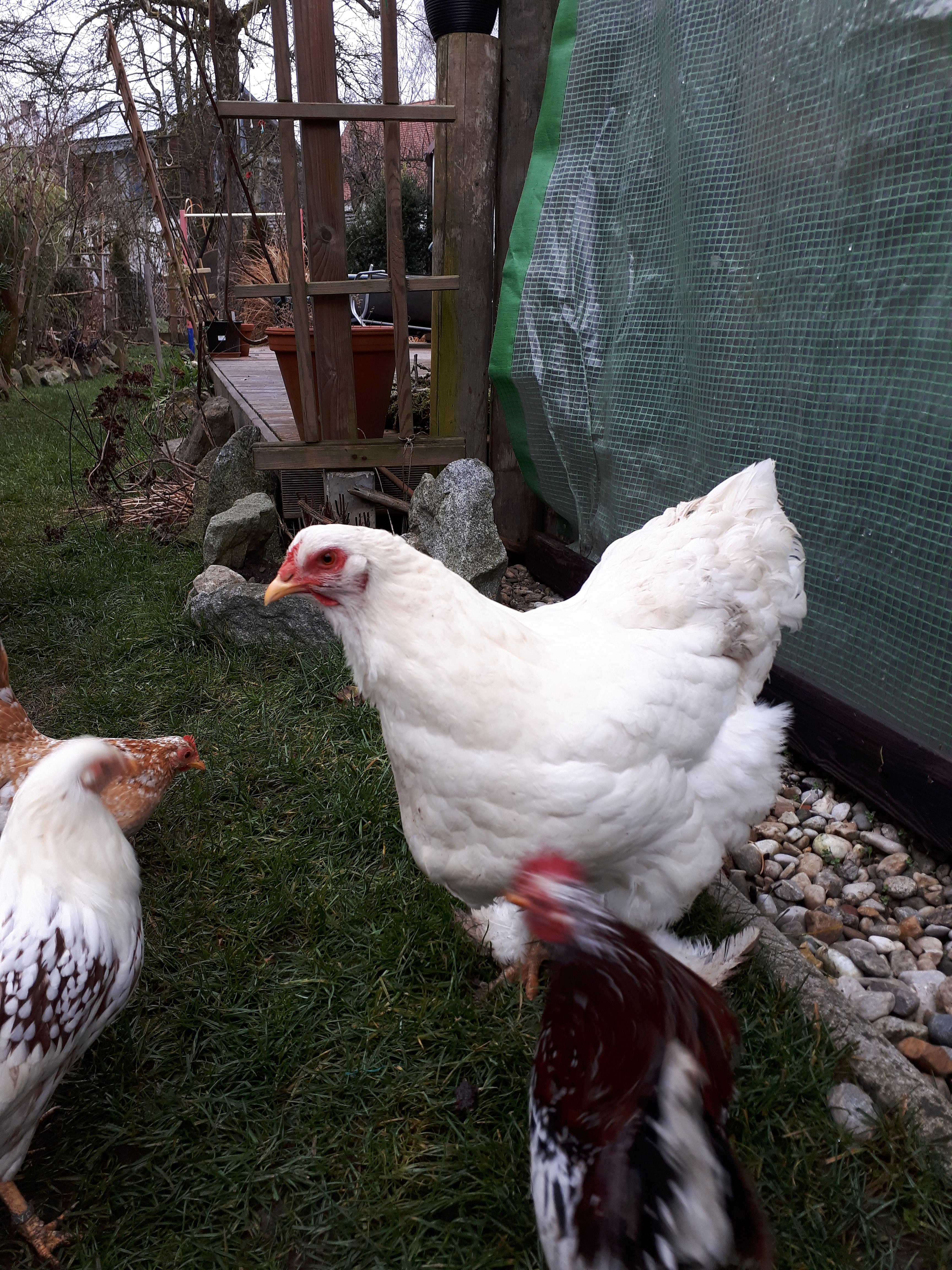 File:Two Giant Brahma chickens.jpg - Wikimedia Commons