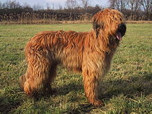 Briard fauve.JPG 