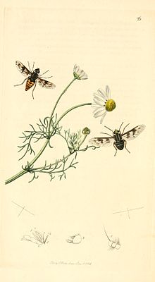 Britishentomologyvolume1Plate26.jpg