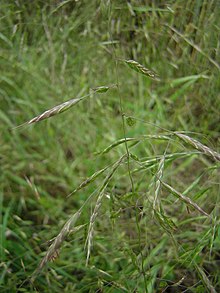 Bromus arvensis inflorescence (04) .jpg