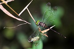 ♂ Zyxomma petiolatum