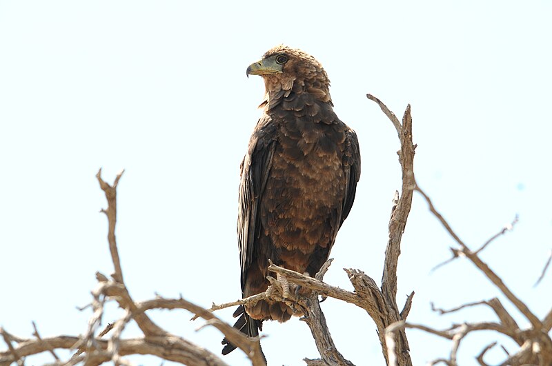 File:Brown Snake Eagle 5.jpg