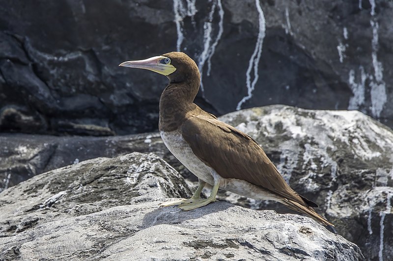 File:Brown booby (Sula leucogaster leucogaster) juvenile Principe.jpg