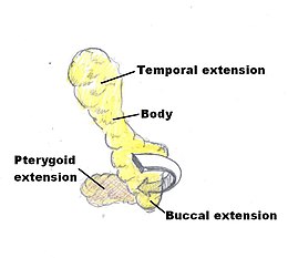 Buccaal vet diagram.jpg