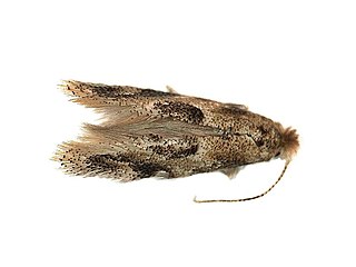 <i>Bucculatrix ulmifoliae</i> Species of moth in genus Bucculatrix