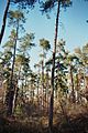Buchholzer Forst Pinus sylvestris 5.jpg