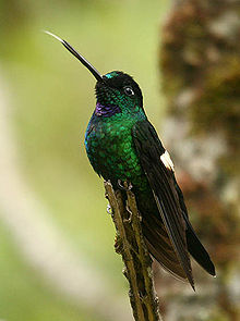 Buff-Bersayap Starfrontlet (Coeligena lutetiae).jpg