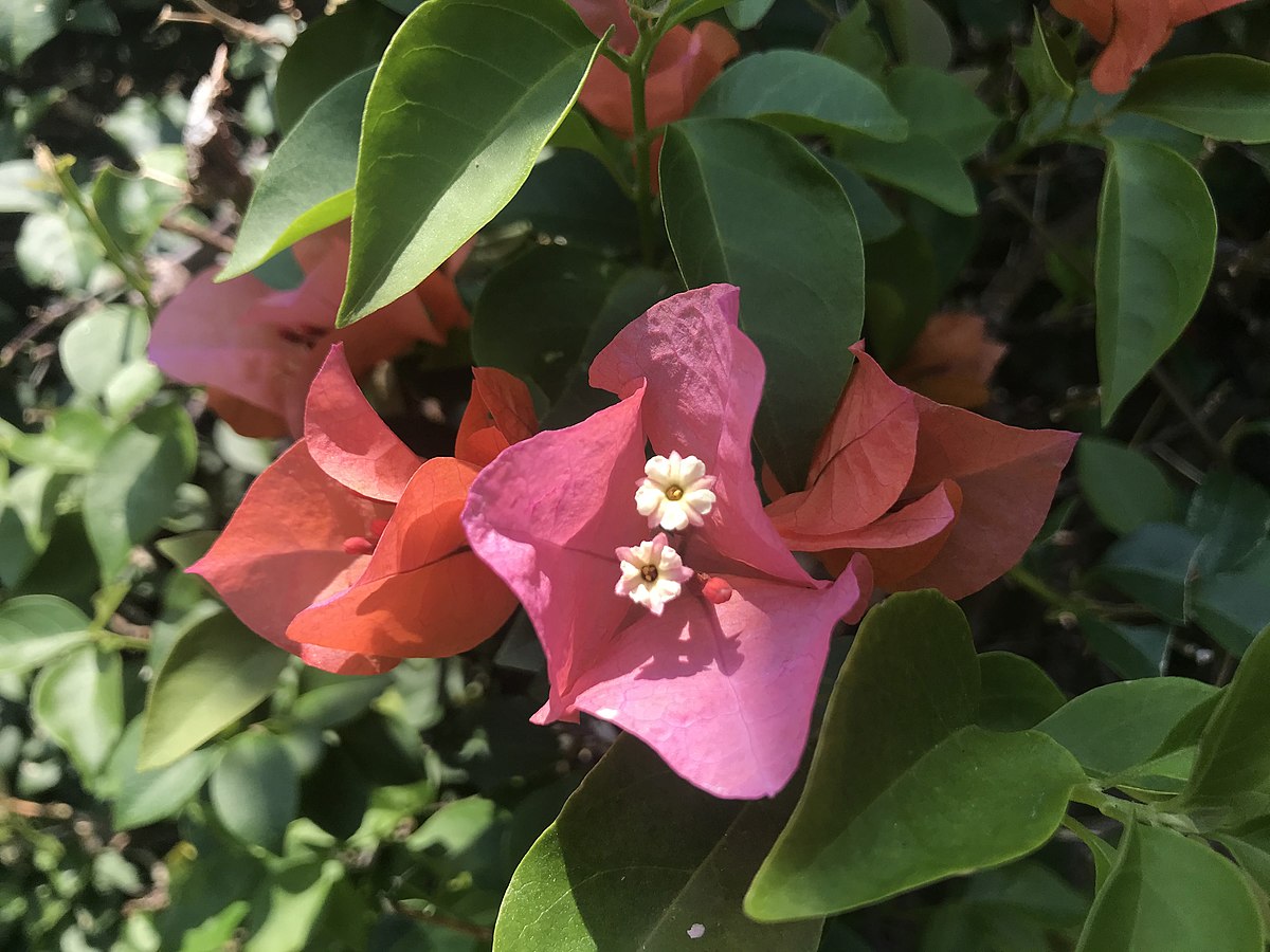 Bougainvillea - Wikipedia, la enciclopedia libre