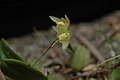 Bulbophyllum exiguum