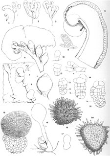 <i>Riella</i> Genus of liverworts