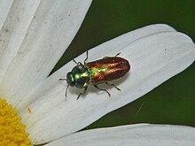 Buprestidae - Anthaxia thalassophila-2.JPG