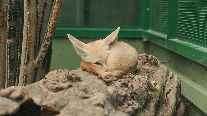 Lonely and tired Fennec fox in captivity, Toni's Zoo, Switzerland