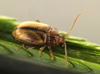 <i>Nesaecrepida infuscata</i> Species of beetle