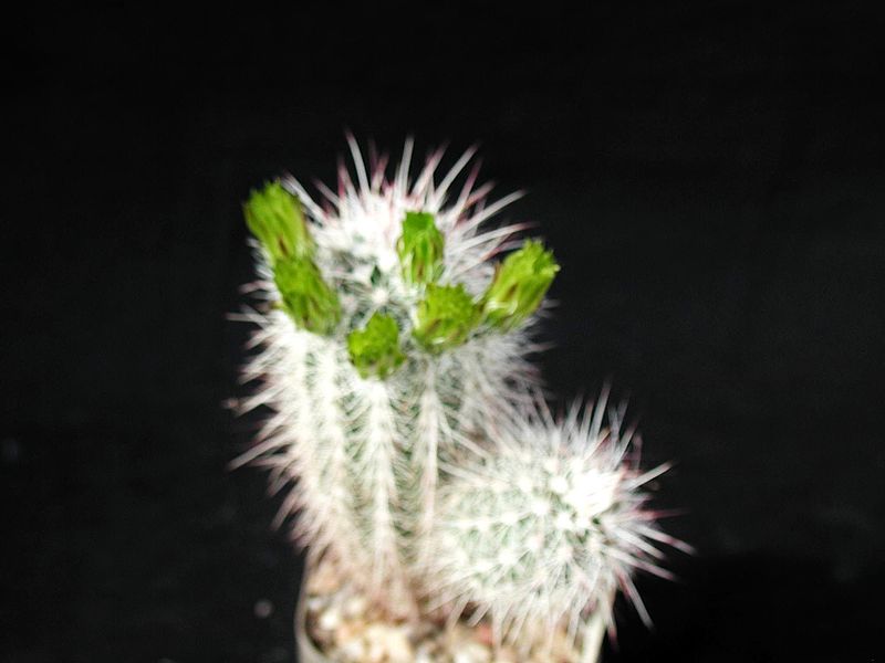 File:Cactus green plant.jpg