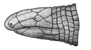 <i>Cadea</i> (lizard) Genus of amphisbaenians