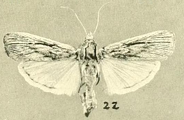 Cahela ponderosella