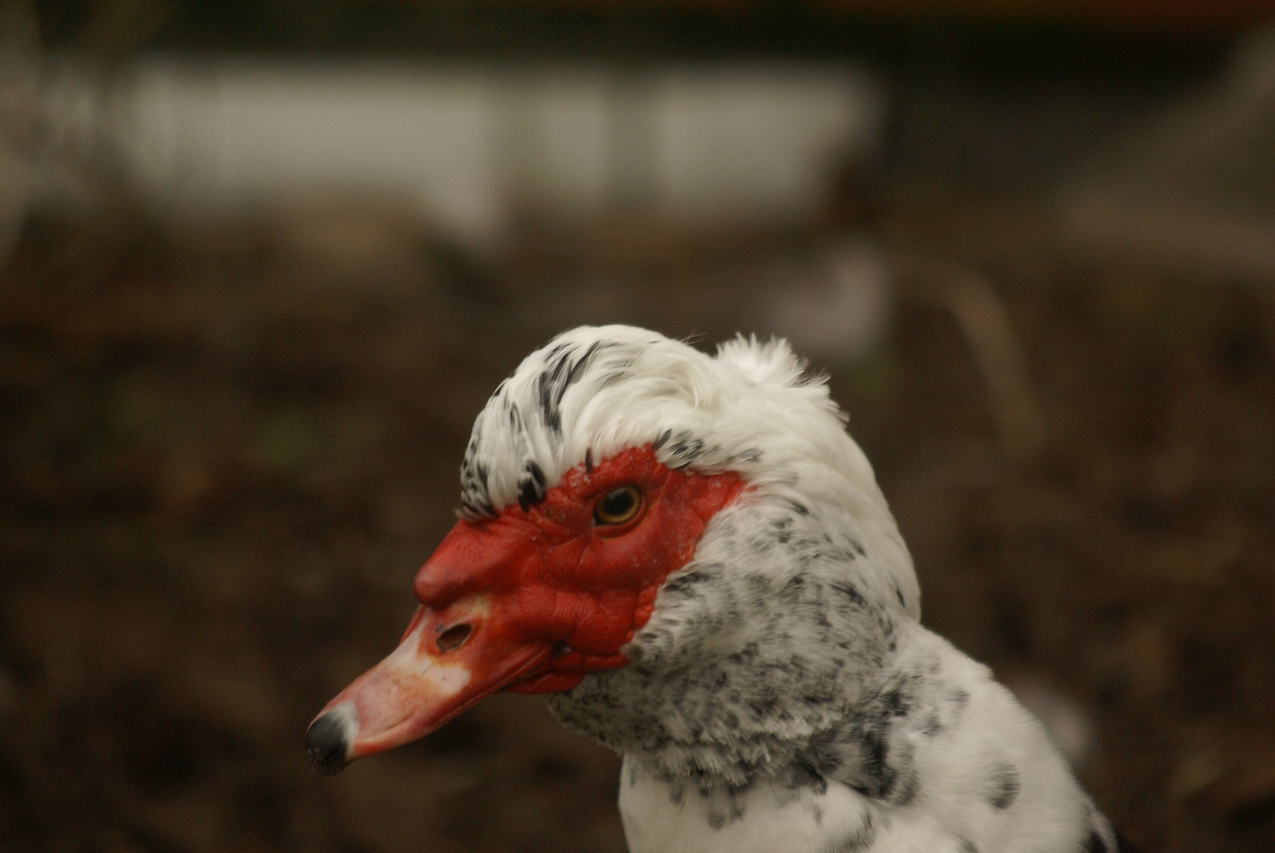 File Cairina Moschata R H 05 Jpg Wikimedia Commons