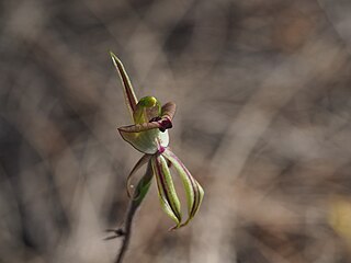 <i>Caladenia brevisura</i> Species of orchid
