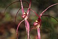 Caladenia filamentosa