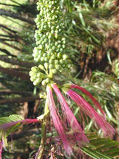 <i>Calliandra calothyrsus</i> Species of legume