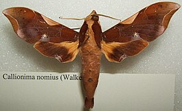 Callionima nomius