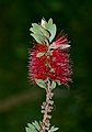 * Nomination Flower of a common red bottlebrush -- Alvesgaspar 21:44, 21 December 2021 (UTC) * Promotion  Support Good quality. --Steindy 22:19, 21 December 2021 (UTC)