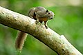 Plantain Squirrel (Callosciurus notatus), Pasir Ris Park, Singapore